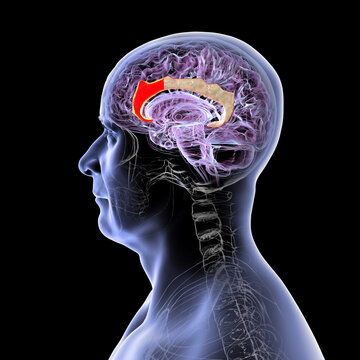 Anterior cingulate cortex, 3D illustration. Shown in red on a brain mid-section. This region regulates emotion, decision-making, and is implicated in depression and chronic pain.