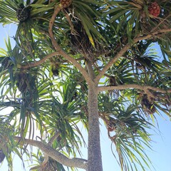 coconut palm tree