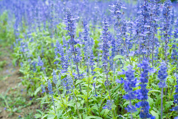 Obraz premium Beautiful blue sulvia flowers in the garden