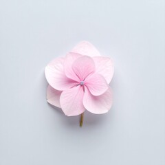 Obraz premium 青みグレーのマット背景にピンクのアジサイ一輪が置かれ、柔らかい光が花びらを照らし静かで柔らかな時間が流れる一枚