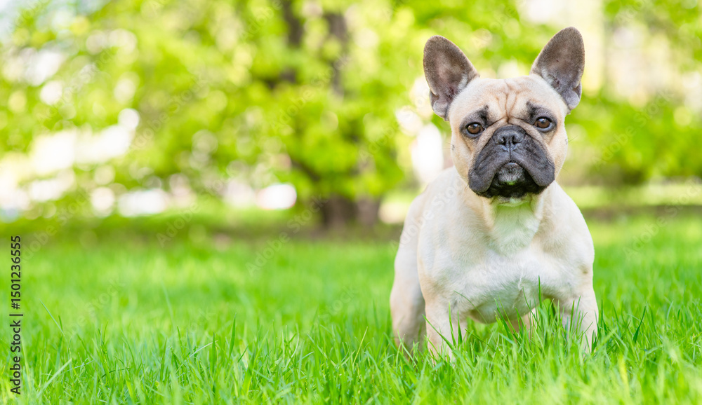 Poster french bulldog puppy standing on green summer grass and looking at camera. empty space for text