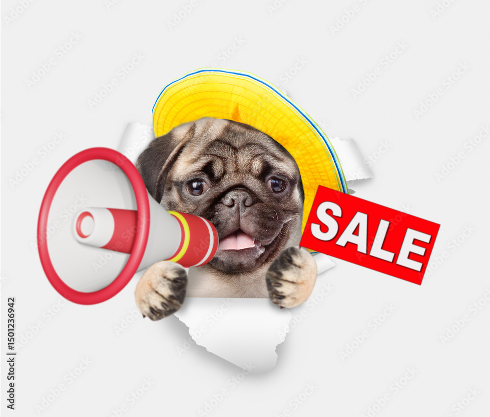 Poster funny pug puppy wearing summer hat looks through the hole in white paper and barking into a megaphon
