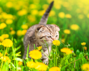 Tiny kitten sniffs a dandelion on green summer lawn