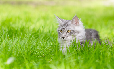Portrait of a adult Maine coon cat lying on green summer grass and looking away. Empty space for text