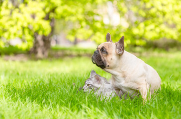 French bulldog and Maine coon cat sitting together on green summer grass and looking away on empty space