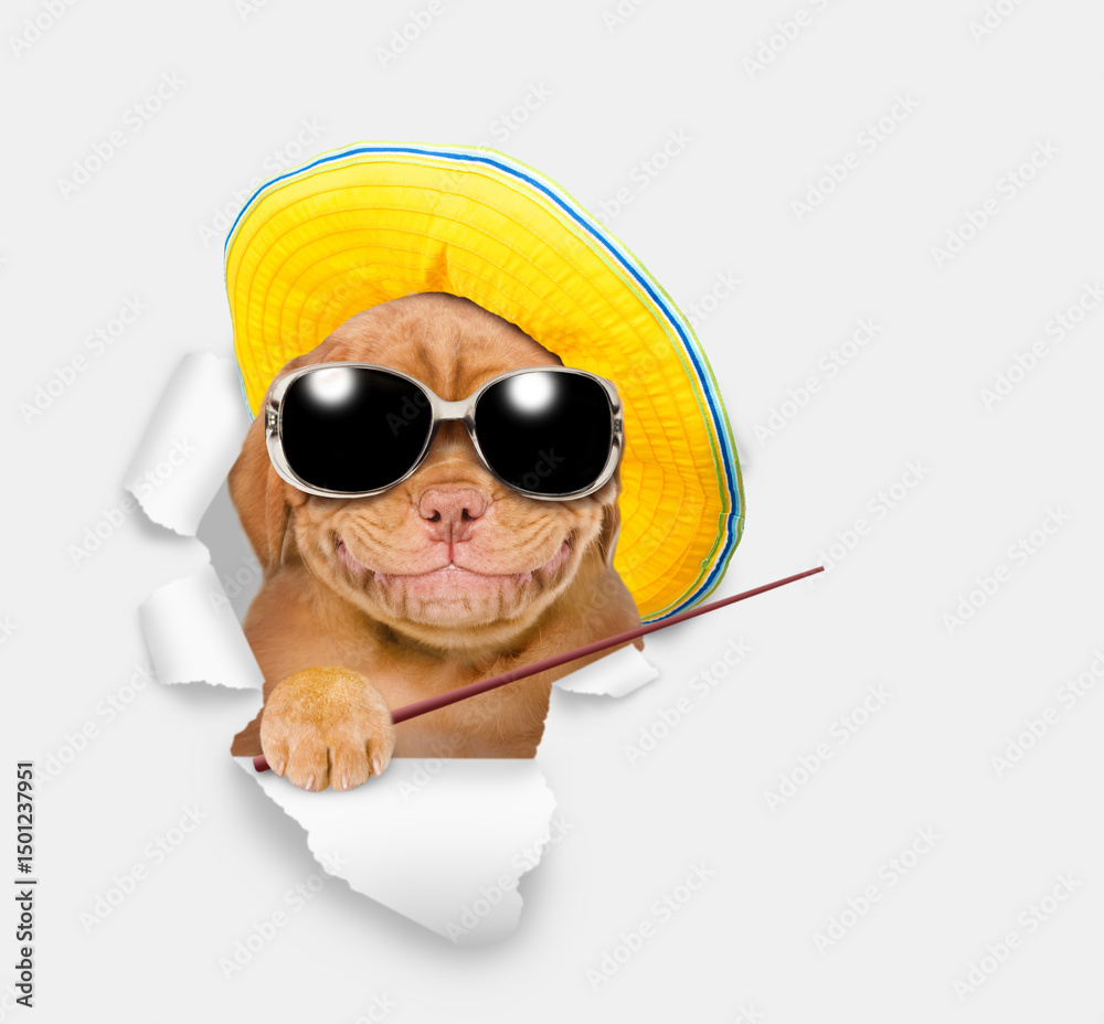 Poster smiling mastiff puppy wearing sunglasses and summer hat looking through the hole in white paper and 