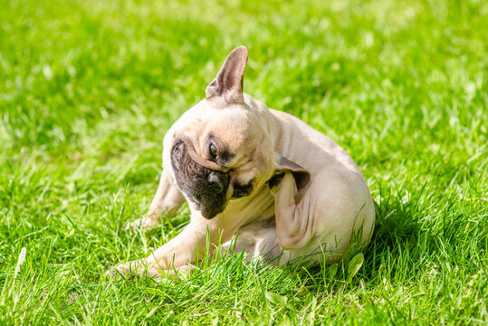 Pug puppy itches itself on green summer grass