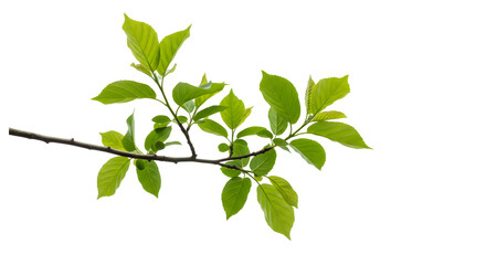 Fresh green leaves on branch isolated on white background spring foliage nature plant growth botanical flora 100