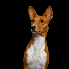 Closeup Portrait White with Red Basenji Dog Stare up on Isolated Black Background, Front view