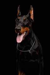 Closeup vertical portrait of Doberman dog looking at side on isolated black background