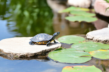 Obraz premium Turtle basking on a rock by a serene pond surrounded by lush lily pads and still water on a sunny day in nature