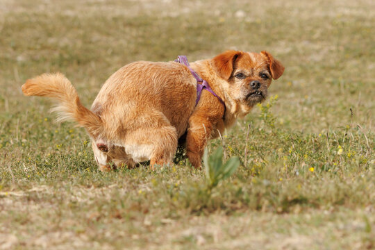 Perro viejo cagando en el cesped mientras mira a c&aacute;mara, Espa&ntilde;a