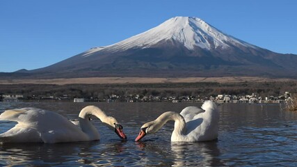 Graceful pair of swans swimming, interacting near pristine Lake Yamanaka with snow capped Mount Fuji silhouetted against winter landscape in peaceful Japanese scenery