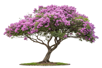 Magnificent Blooming Jacaranda Tree on Transparent Background,ai generated