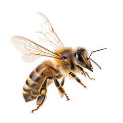 Isolated macro close-up of a bumblebee or honey bee with yellow and black markings, wings spread, on a white background