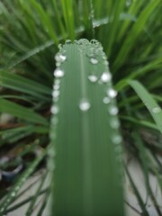 green leaf raindrops