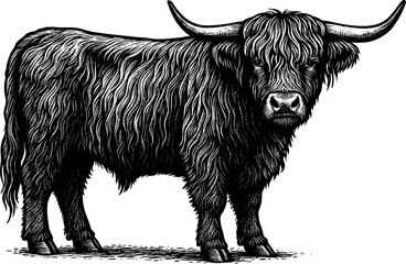 Highland Cow vector print design