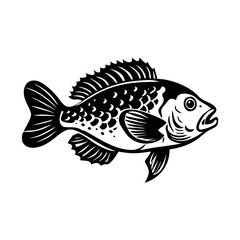 Detailed Crappie Fish Art