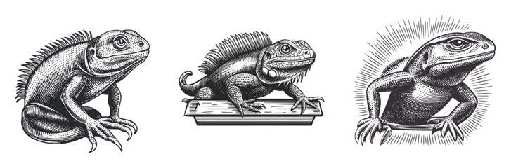 Obraz premium Detailed Vector Art Illustration of Iguanas in Three Distinct Styles