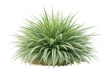 Variegated Mondo Grass Bush on Transparent Background,ai generated