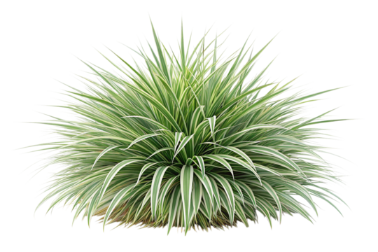 Variegated Mondo Grass Bush on Transparent Background,ai generated