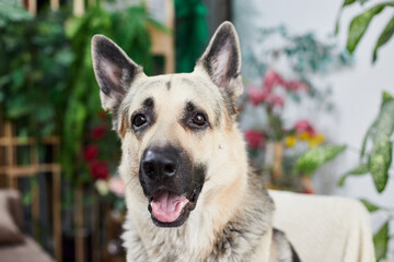 Friendly German Shepherd relaxes indoors surrounded by plants and colorful decor in a cozy setting