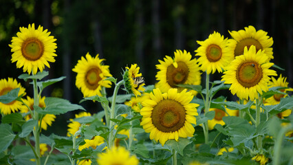 Butterfly pollinates sunflowers in field