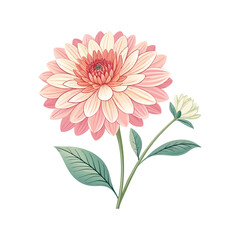 pink dahlia flower