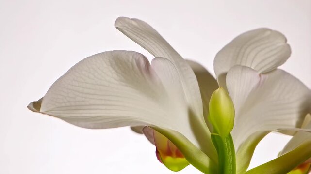 Close up of a beautiful white orchid flower bloom featuring delicate petals, a light green flower stem, and minimal details on a light background.