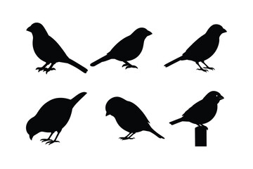 House sparrow silhouette vector bundle  illustration, House Sparrow Silhouette Vector Bundle  Black Bird Illustrations on White Background


