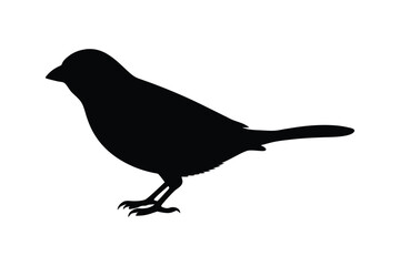 Obraz premium House sparrow silhouette vector bundle illustration, House Sparrow Silhouette Vector Bundle Black Bird Illustrations on White Background