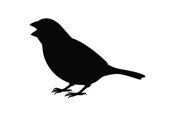 House sparrow silhouette vector bundle  illustration, House Sparrow Silhouette Vector Bundle  Black Bird Illustrations on White Background


