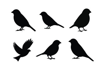 House sparrow silhouette vector bundle  illustration, House Sparrow Silhouette Vector Bundle  Black Bird Illustrations on White Background


