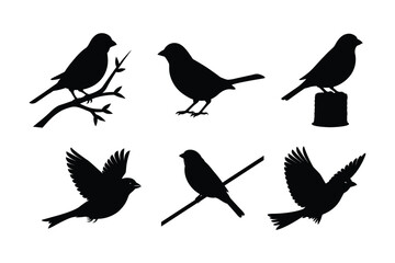 House sparrow silhouette vector bundle  illustration, House Sparrow Silhouette Vector Bundle  Black Bird Illustrations on White Background

