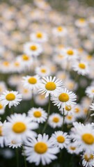 Fototapeta premium Beautiful field of daisies with vibrant yellow centers and crisp white petals blooming outdoors