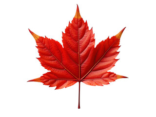 Vibrant red maple leaf isolated on transparent background
