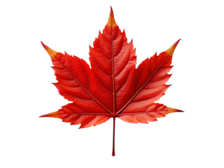Vibrant red maple leaf isolated on transparent background