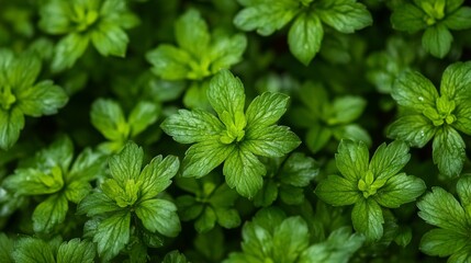 Small green leaves in hedge wall texture background. Closeup green hedge plant in garden. Eco evergreen hedge wall. Natural backdrop. Green leaves with natural pattern wallpaper. green min leaves