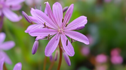Blooming purple violet flower with thin petals and stamen on blurred green background close-up. Natural nature