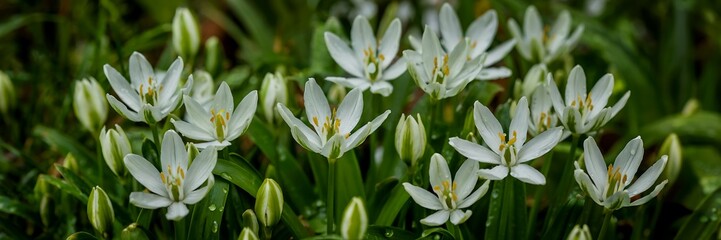 Close up view of beautiful white star shaped flowers and green foliage in nature