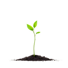 A small green plant growing out of a pile of dark soil against a black isolated background image isolated with white background