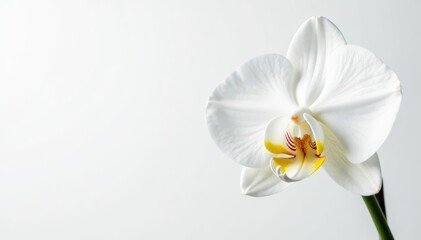 Delicate white orchid blossom against pure white background, floral, subtle, smooth