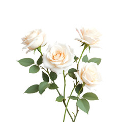Fototapeta premium A delicate arrangement of four white roses with green leaves against a black background creating contrast isolated with white background