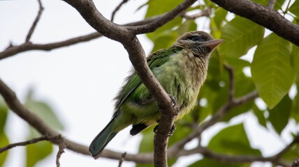 Green Barbet on Tree Branch