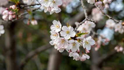 Obraz premium Delicate cherry blossom branch in full bloom displaying soft pink and white petals
