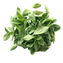 Fresh green mint leaves pile isolated on transparent background