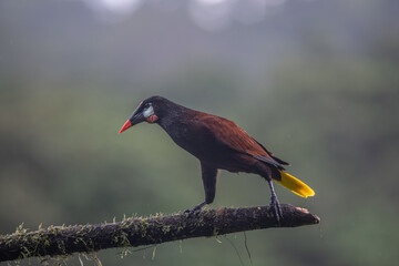 Montezuma Oropendola (Gymnostinops montezuma) perched on a tree branch, Heredia Province, Costa Rica