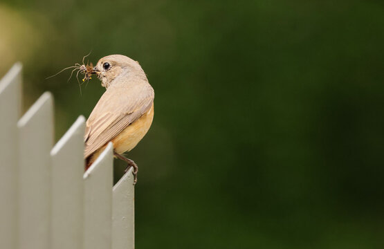 A female redstart with food for babies