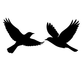 Fototapeta premium black headed eagle