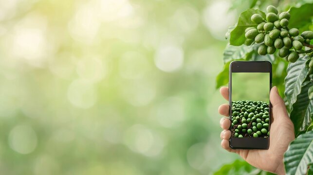Close up of a hand holding a smartphone, taking a picture of green coffee beans on a branch.  Concept of coffee farming, technology, and agriculture.